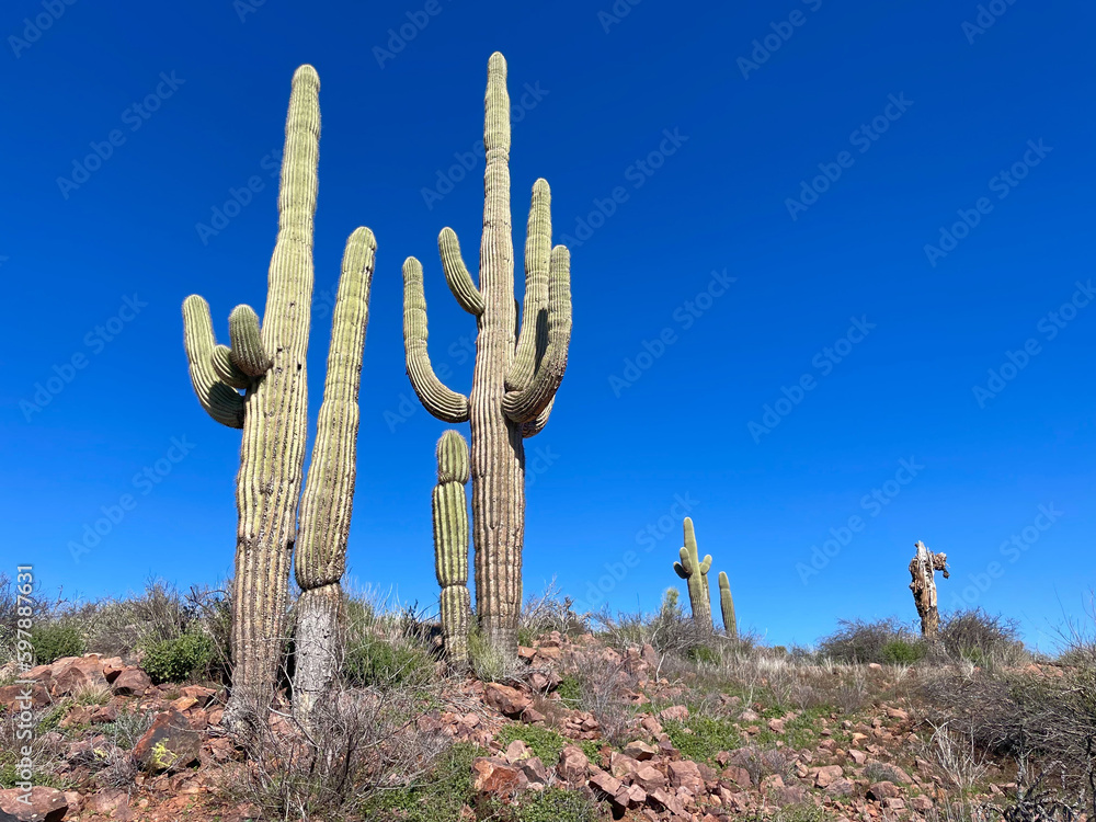 saguaro cactus blue sky arizona copy space
