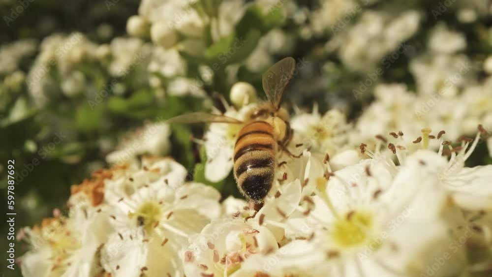 Ecosystem bee collecting nectar on the white plant Generative AI Ecosystem bee collecting nectar on the white plant Generative AI