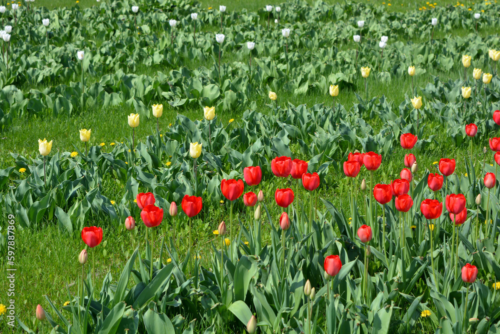 Beautiful bright blooming red, white, yellow tulips growing in an interesting perspective. Interesting landscape design with green lawn grass and tulips.