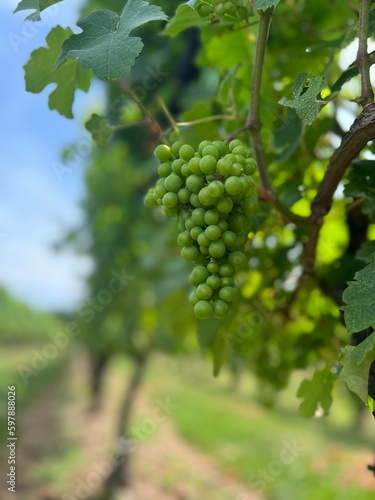Wallpaper Mural Green Vineyard Grapes Torontodigital.ca