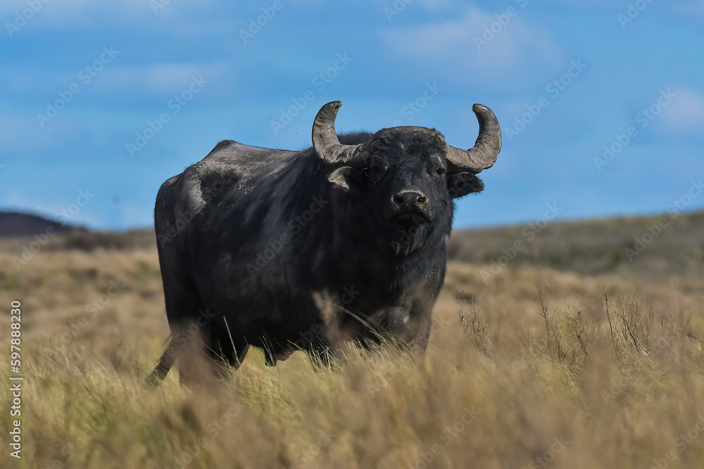 Water buffalo, Bubalus bubalis, species introduced in Argentina, La Pampa province, Patagonia.