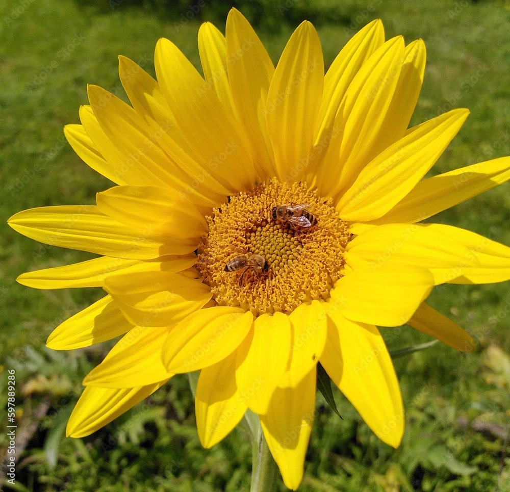 2 abeilles dans un tournesol 2 abeilles dans un tournesol