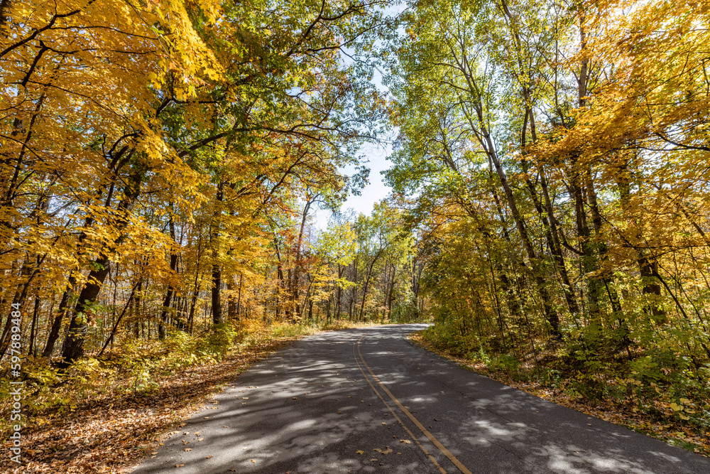 Fototapeta premium Beautiful autumn colors at William O'Brien State Park provide a brilliant canopy over the road to Lake Alice on a sunny fall afternoon