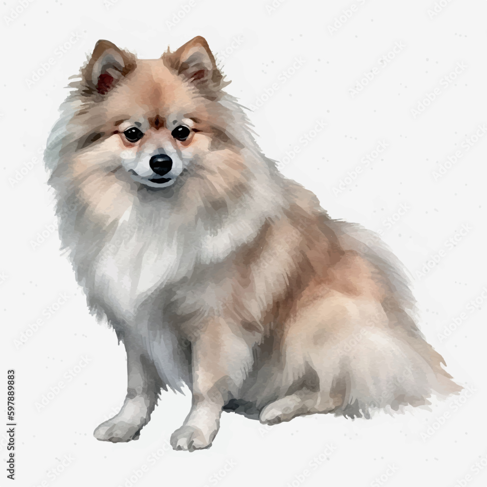 spitz pomeranian dog watercolor painting white background