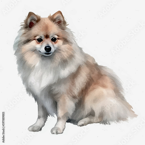 spitz pomeranian dog watercolor painting white background