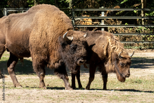 Wisent, europäischer Bison im öffentlichen Tierpark Oberwald Karlsruhe