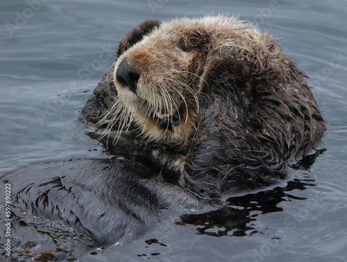 Otter close-up