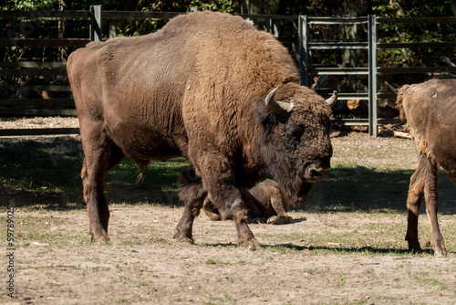 Wisent, europäischer Bison im öffentlichen Tierpark Oberwald Karlsruhe photo
