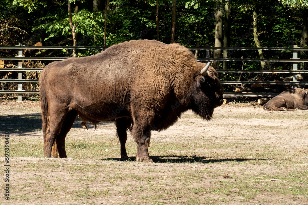 Wisent, europäischer Bison im öffentlichen Park Wisent, europäischer Bison im öffentlichen Park