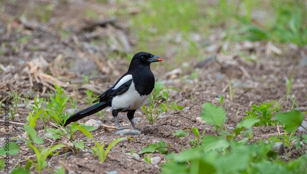Fototapeta premium Eurasian Magpie (Pica pica) is a clever crow.