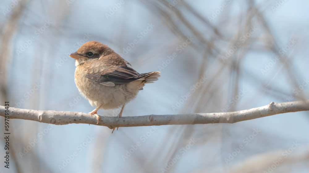 때까치 Bull-headed Shrike 어린새 juvenile 육추 parental care 때까치 Bull-headed Shrike 어린새 juvenile 육추 parental care