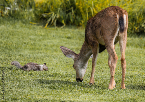 Deer and Squirrel Grazing in Pacific Grove