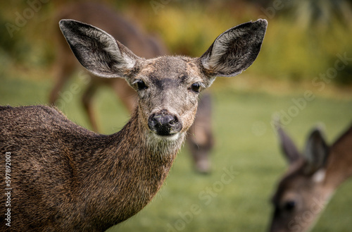 Deer close-up 