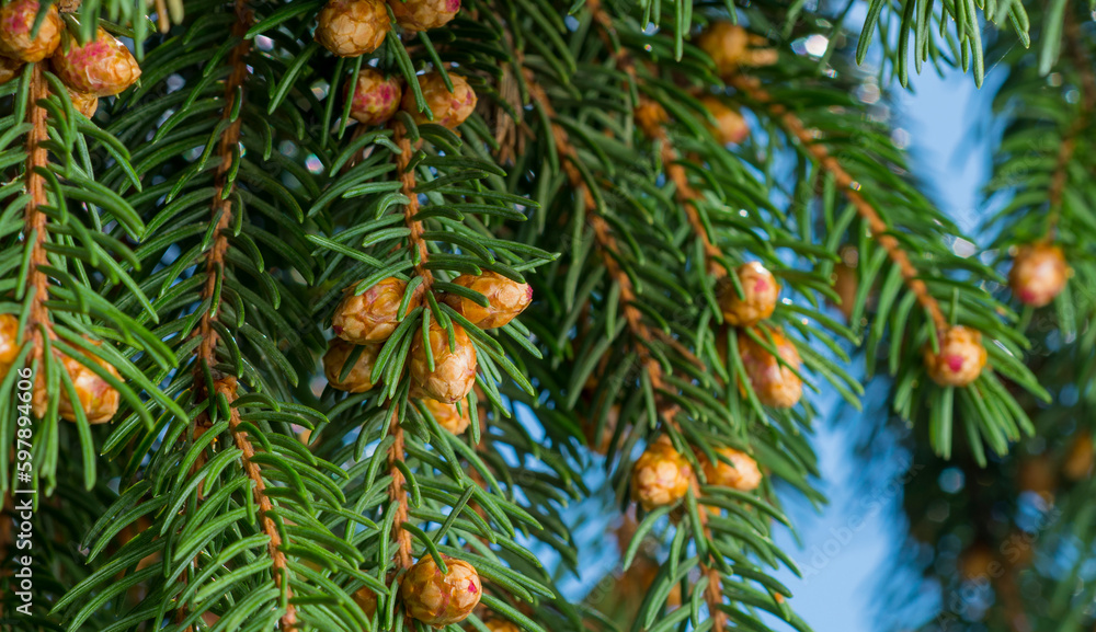 young fir cones on a branch for background young fir cones on a branch for background