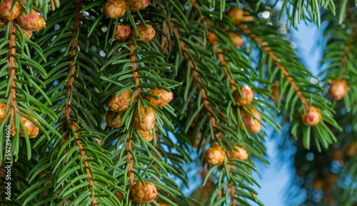young fir cones on a branch for background