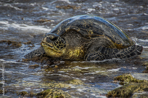 Green Sea Turtle at Laniakea Beach