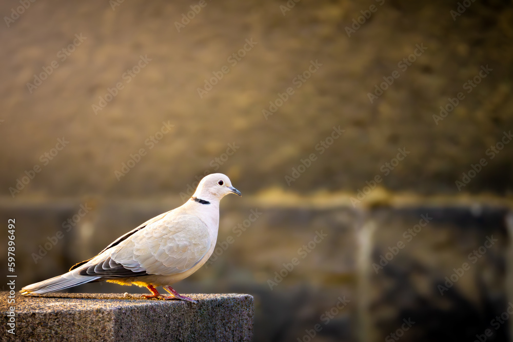 Eurasian collared dove (Streptopelia decaocto) in city on cement pillar in warm evening colors, isolated Eurasian collared dove (Streptopelia decaocto) in city on cement pillar in warm evening colors, isolated