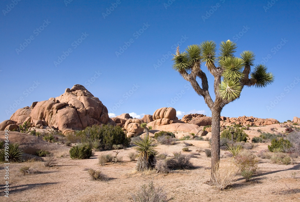 Joshua Tree and Granite Boulders Joshua Tree and Granite Boulders