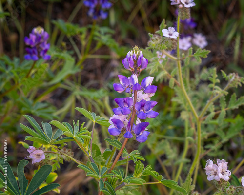 Close up of an Arroyo Lupine (Lupinus succulentus) flower at Lake Hollywood reservoir in Los Angeles, CA.