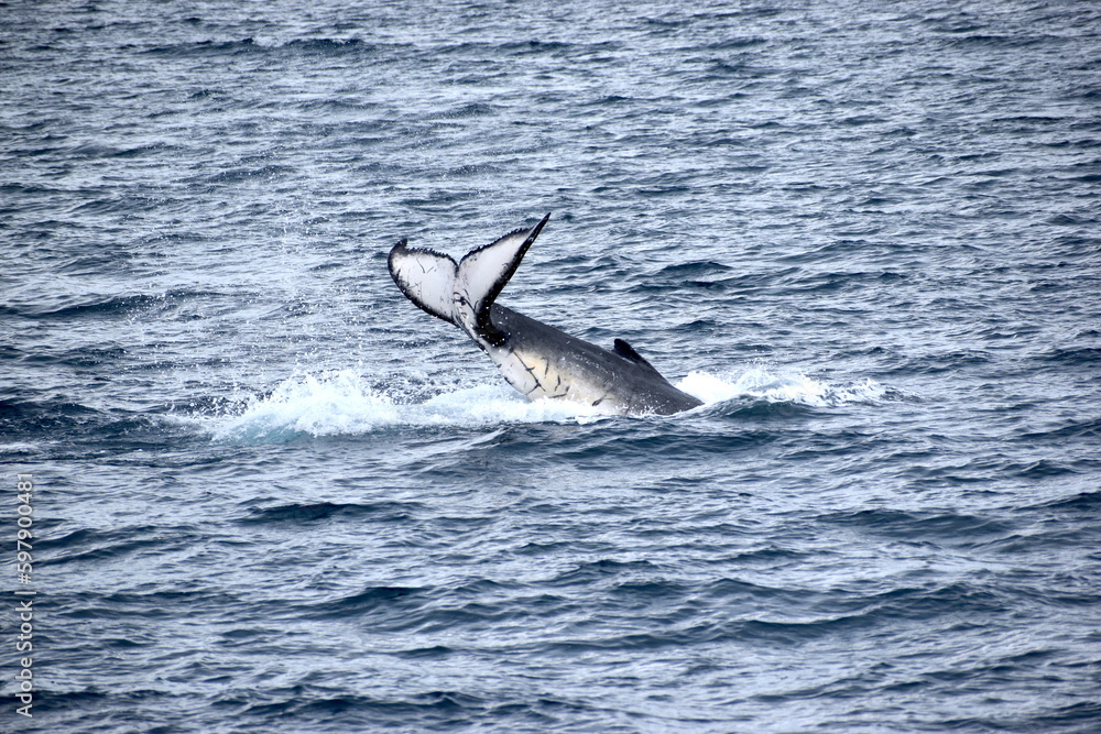 Fototapeta premium Humpback Whales at Hervey Bay Queensland Australia