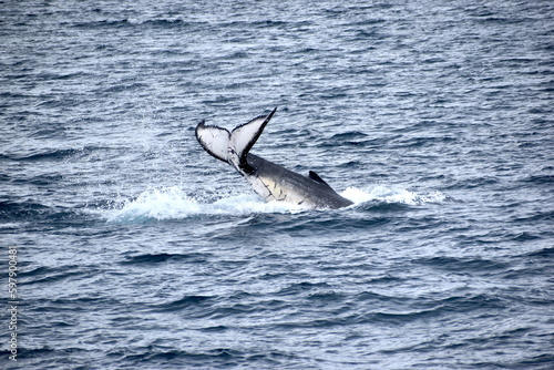 Humpback Whales at Hervey Bay Queensland Australia © Melissa