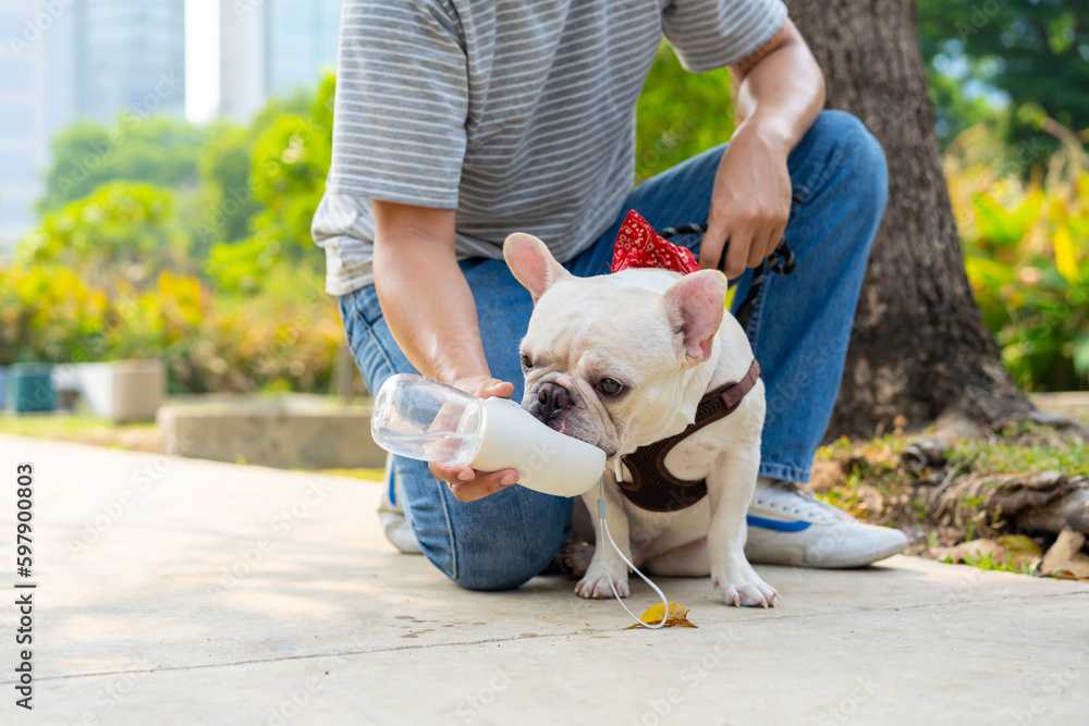 Asian man giving water to french bulldog breed during walking together at pets friendly dog park. Domestic dog with owner enjoy urban outdoor lifestyle on summer vacation. Pet Humanization concept. - obrazy, fototapety, plakaty 