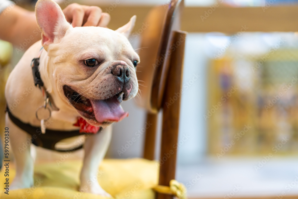 Asian man playing with his french bulldog in cafe at pets friendly shopping mall. Domestic dog and owner have fun outdoor lifestyle travel city on summer holiday vacation. Pet Humanization concept.