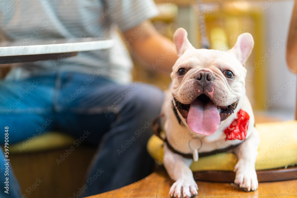 Asian man playing with his french bulldog in cafe at pets friendly shopping mall. Domestic dog and owner have fun outdoor lifestyle travel city on summer holiday vacation. Pet Humanization concept.