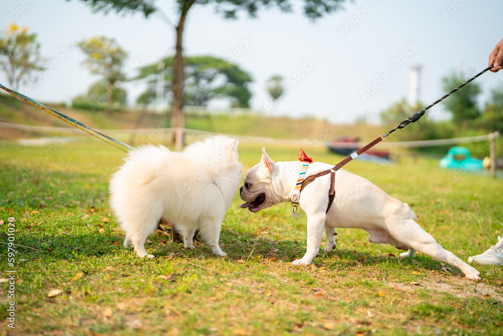 French bulldog playing with Pomeranian dog at pets friendly park. Domestic dog and owner enjoy outdoor lifestyle with pet community meeting on summer vacation. Pet Humanization and pet parents concept French bulldog playing with Pomeranian dog at pets friendly park. Domestic dog and owner enjoy outdoor lifestyle with pet community meeting on summer vacation. Pet Humanization and pet parents concept