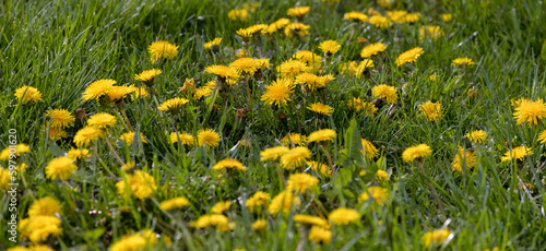 Yellow Dandelions, Discover the Healing Power of Dandelions: Boost Immunity, Improve Digestion, and Promote Liver Health with Nature's Wonder Flower. Nature Photography. 
