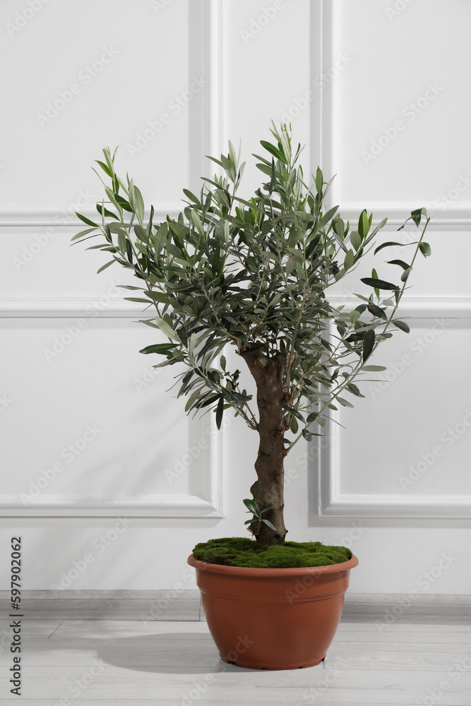 Beautiful young potted olive tree near white wall indoors. Interior element Beautiful young potted olive tree near white wall indoors. Interior element