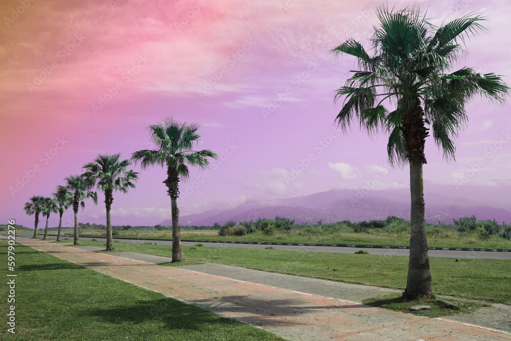 Beautiful view of tropical palm trees under bright sky, color toned Beautiful view of tropical palm trees under bright sky, color toned