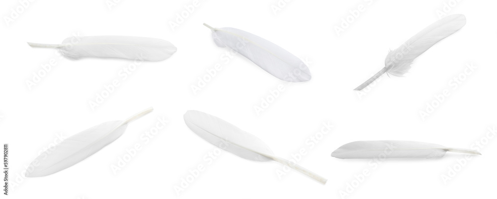 Obraz premium Set with beautiful feathers on white background