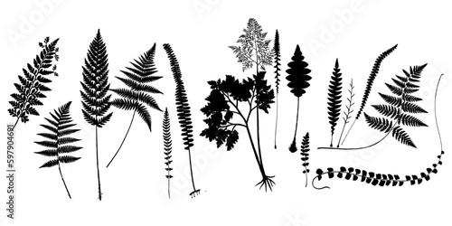 fern silhouette set