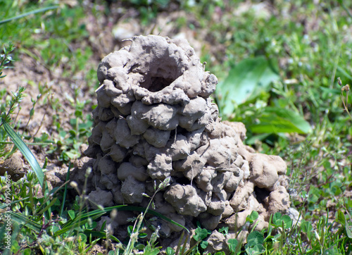 Bilde på lerret A crawdad hole sitting on a patch of grass.