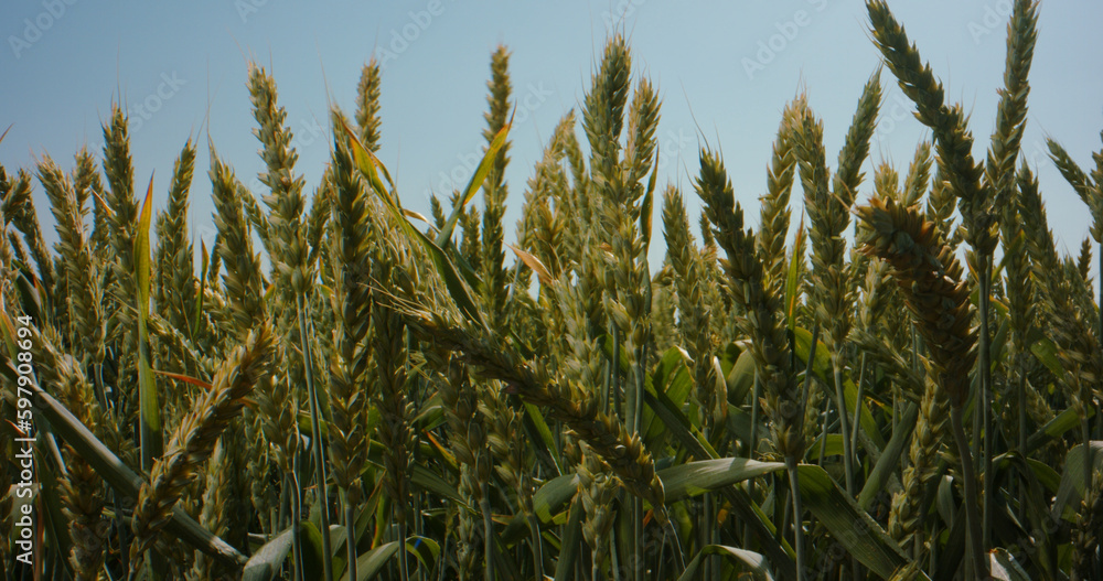 Ripening wheat ears on field in sunset. Agricultural crops growing before harvesting season. Field of farm, countryside, farmland Ripening wheat ears on field in sunset. Agricultural crops growing before harvesting season. Field of farm, countryside, farmland