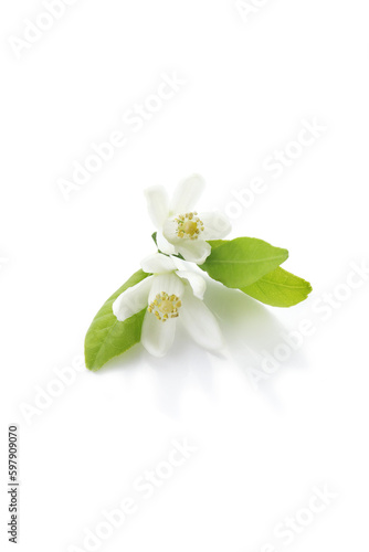 tangerine flowers isolated on a white background. macro  © pulia