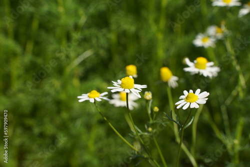 植物園、花、東京、日本、野外、空、青空、雲、花、5月、春、植物、自然、ジャパン、スプリング、ハーブ、ティー、
ローマカミツレ、ローマンカモミール、カモミール、白い花、白、小花、anthemis、nobilis、chamaemelum、nobile、ハーブ、ティー、