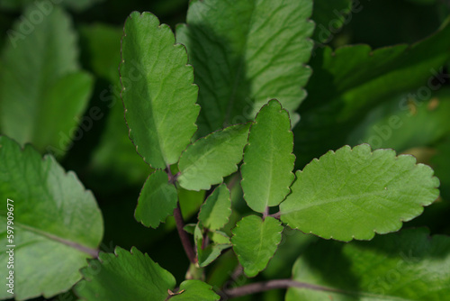 Close up Cocor Bebek leaves or Kalanchoe pinnata or Bryophyllum pinnatum photo