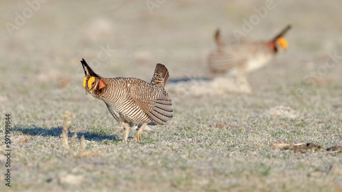 Male Lesser Prairie Chicken Gather at a Lek to Display to Females in the Spring of Western Kansas