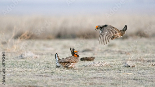 Two Adult Male Lesser Prairie Chicken Sparring at a Lek in Kansas