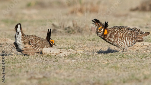 Photography A Pair of Male Lesser Prairie Chicken Face Off at a Lek in Western Kansas in the