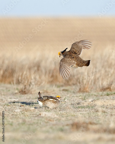 Two Male Lesser Prairie Chickens Displaying Sparring For Female Attention at a Lek in Kansas in the Spring