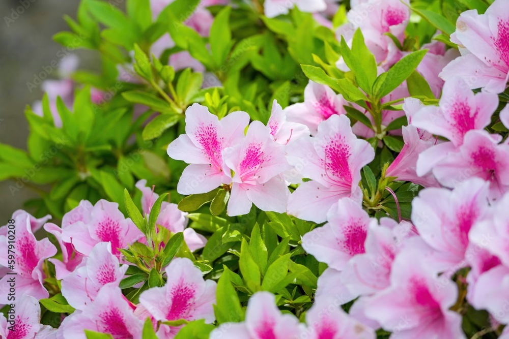 Naklejka premium ひっそりと咲く満開のピンクのツツジ