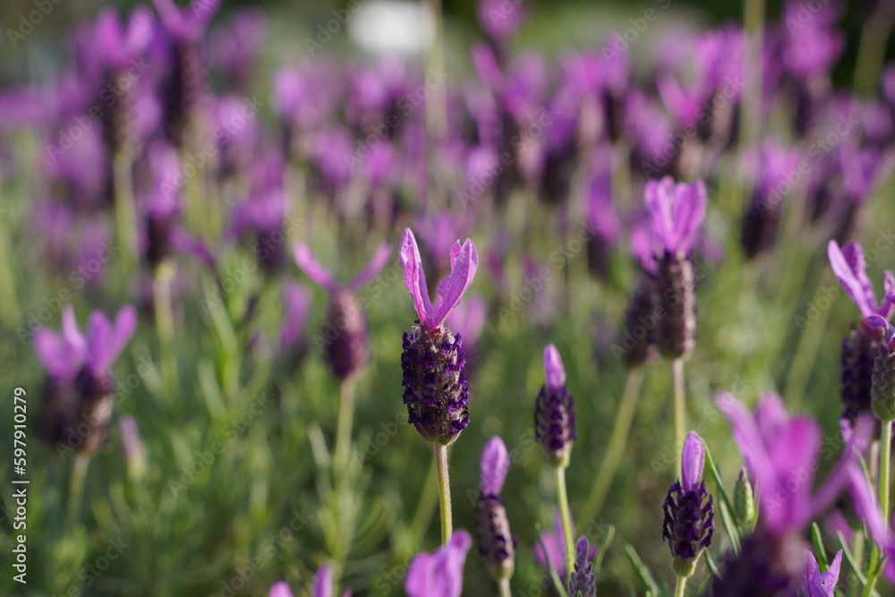 植物園、花、東京、日本、野外、空、青空、雲、花、5月、春、植物、自然、ジャパン、スプリング、ハーブ、ティー、ラベンダー、花、紫、ラベンダーアボンビュー、lavandula、stoechas、subsp、pedunculata、avon、view、lavender、