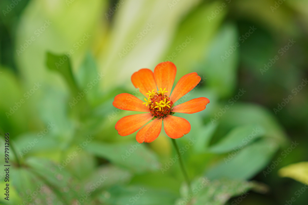 Zinnia elegans flowers in the park Zinnia elegans flowers in the park