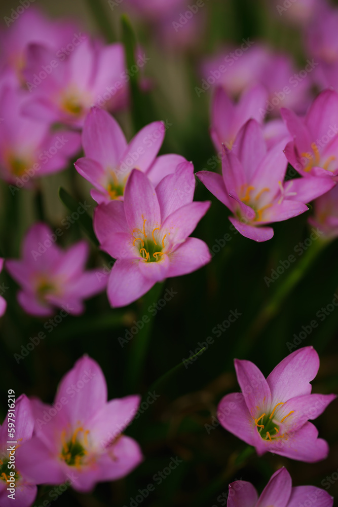 Pink flower known as rain lily or also called Zephyranthes rosea when it blooms Pink flower known as rain lily or also called Zephyranthes rosea when it blooms