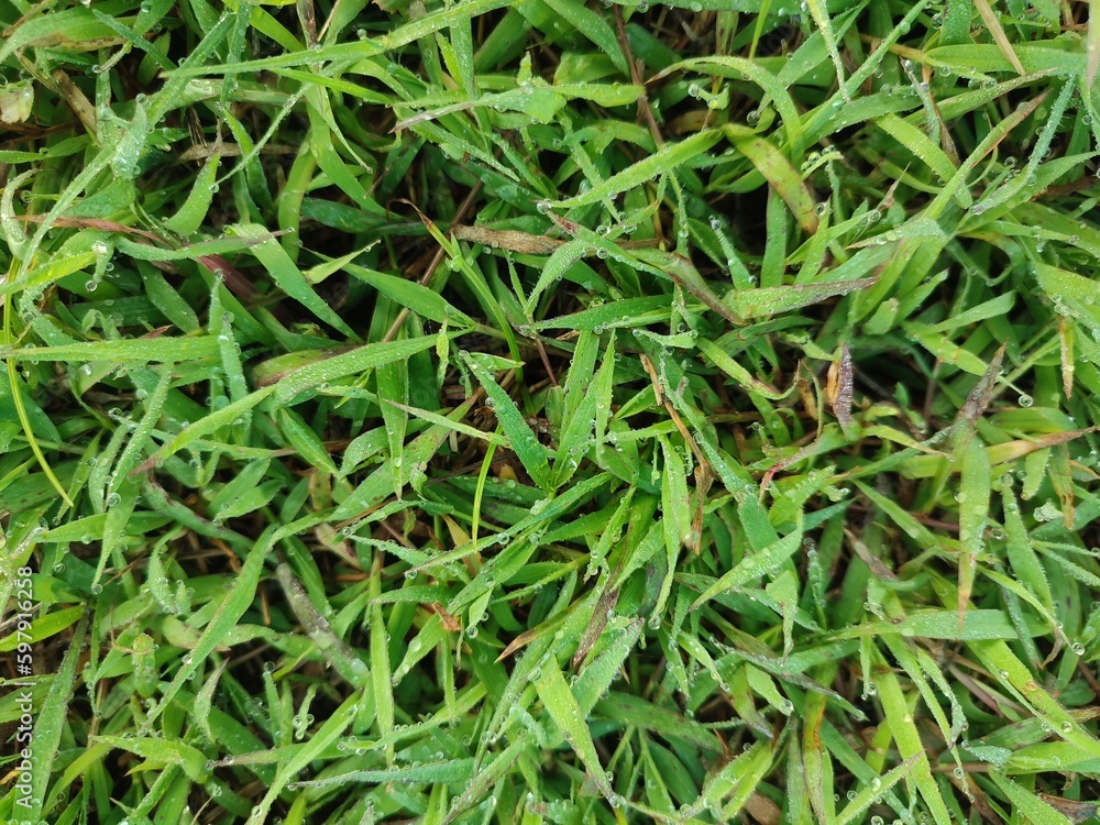 Wet green grass seen from above Wet green grass seen from above