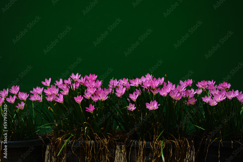 Pink flower known as rain lily or also called Zephyranthes rosea when it blooms Pink flower known as rain lily or also called Zephyranthes rosea when it blooms
