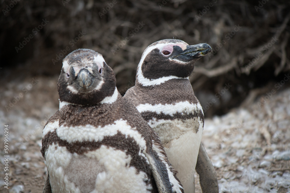 Naklejka premium Dos